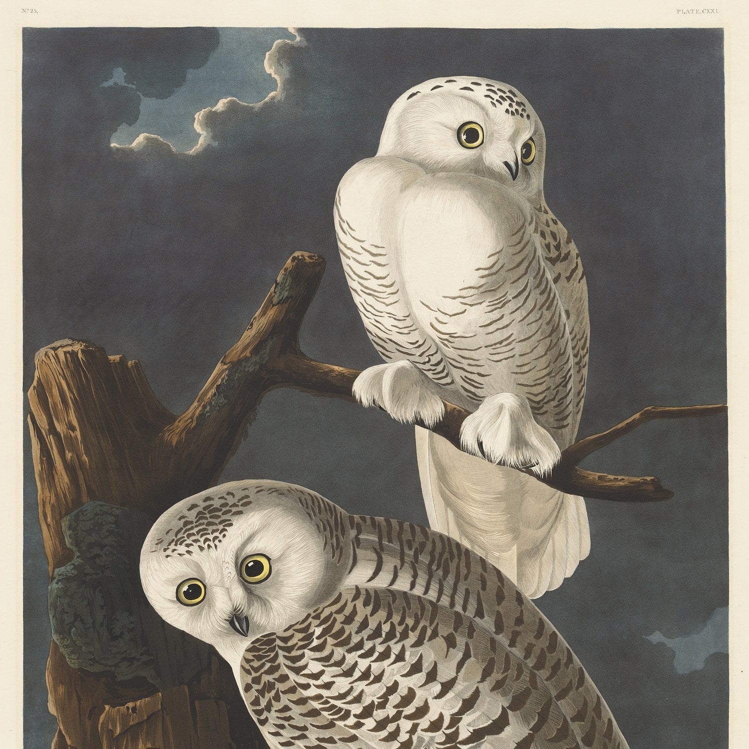 Audubon