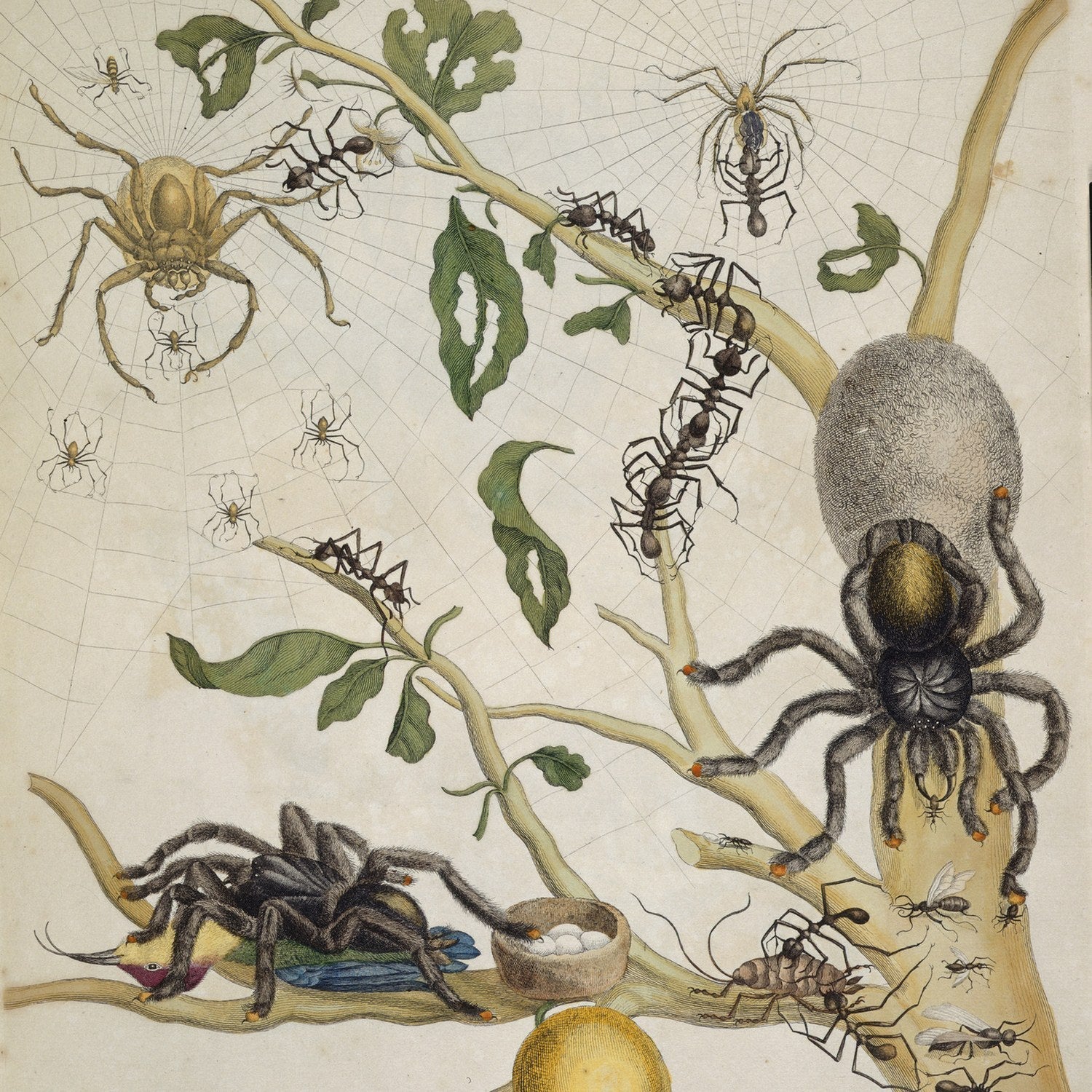 Merian