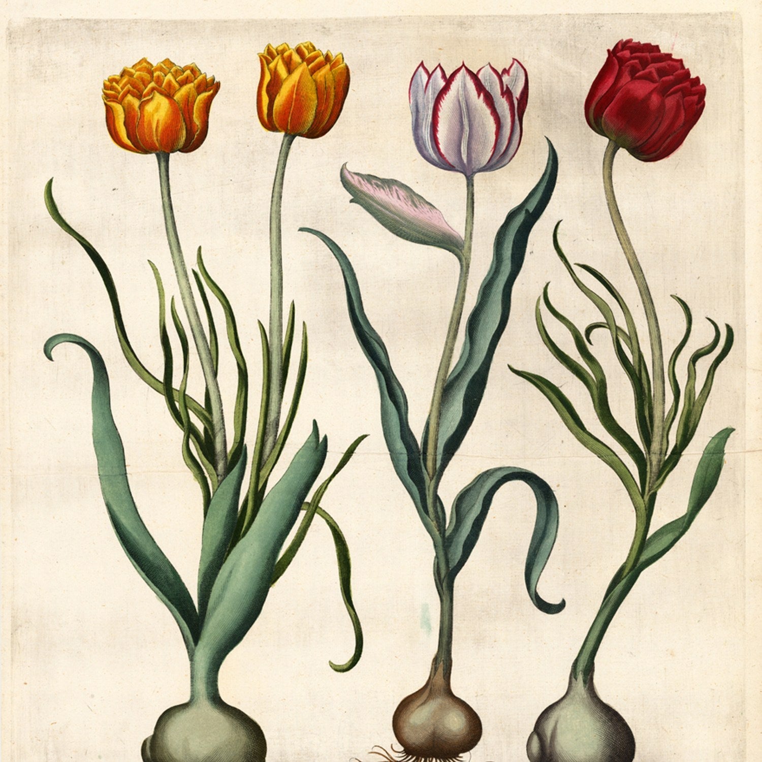 Besler
