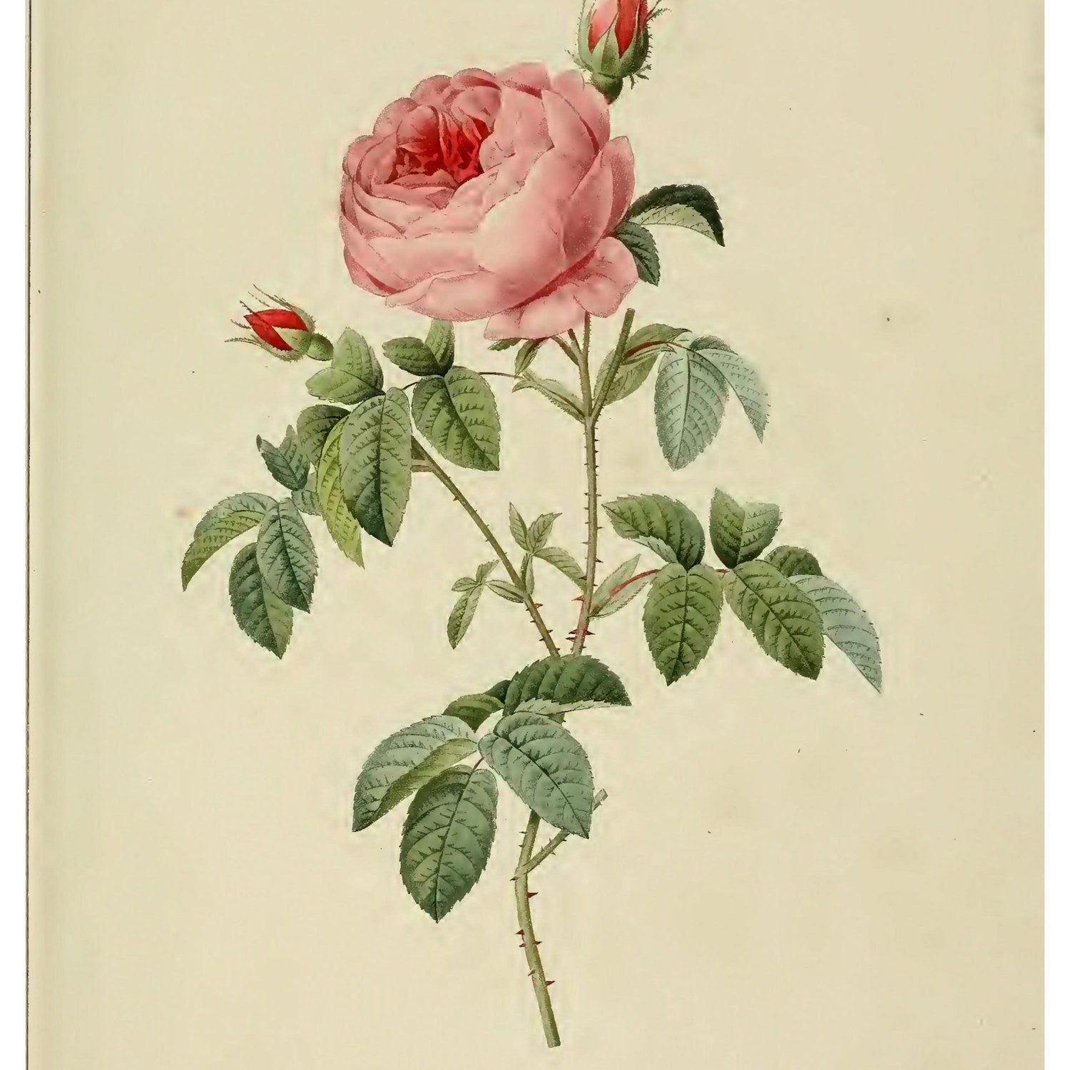 Redouté
